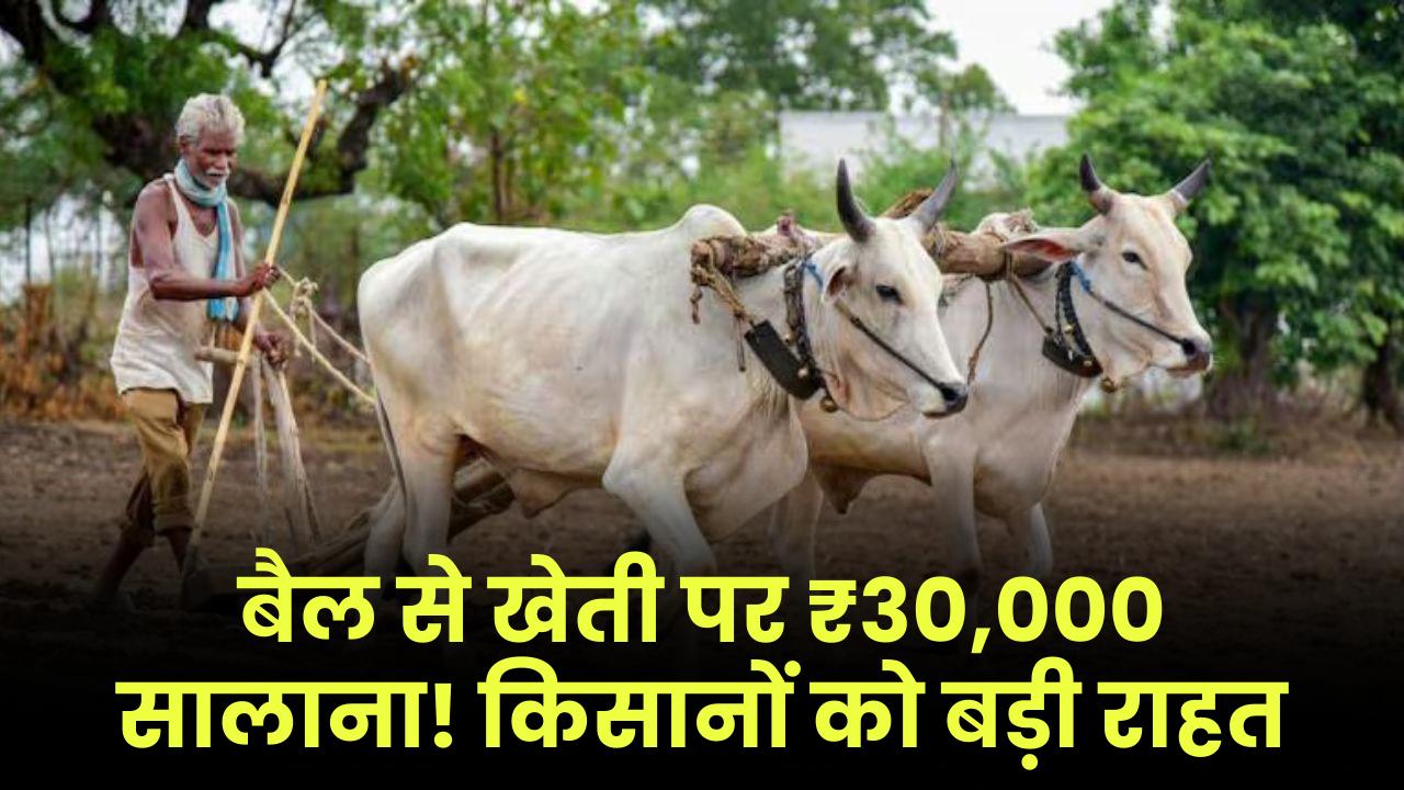 बैलों से खेती करने वालों को सरकार देगी ₹30,000 हर साल, किसानों के लिए बड़ी राहत योजना लागू