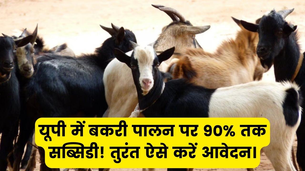 बकरी पालन पर मिलेगी 90% तक सब्सिडी! यूपी सरकार की नई योजना से पशुपालकों को बड़ा फायदा, यहाँ से भरें फॉर्म