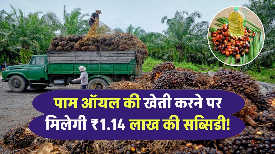 पाम ऑयल की खेती पर मिलेगी ₹1.14 लाख तक की सब्सिडी! फसल बिक्री की भी रहेगी भरपूर गारंटी