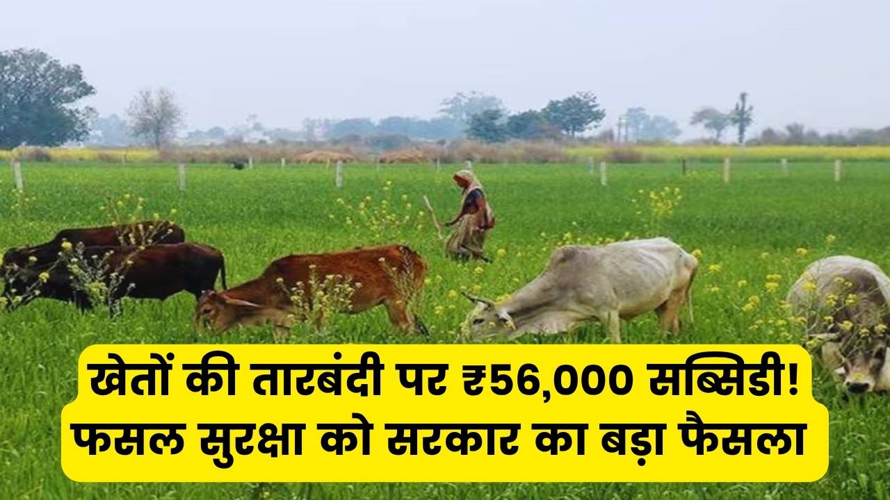 आवारा पशुओं से फसल की सुरक्षा के लिए मिलेगी ₹56,000 की सब्सिडी, खेतों की तारबंदी पर सरकार का बड़ा फैसला
