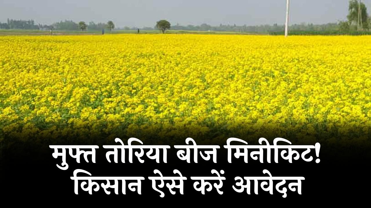किसानों को मिलेगा मुफ्त तोरिया बीज मिनीकिट! कमाई का बड़ा मौका, आवेदन प्रक्रिया आज से शुरू